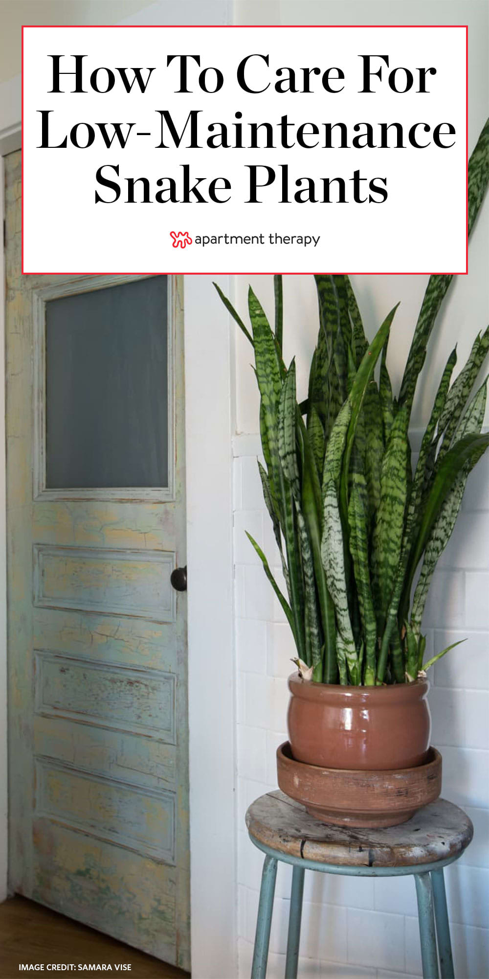 Sansevieria Care Guide How To Care For Snake Plants